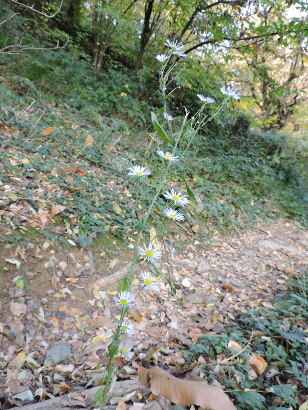 Erigeron annuus